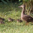 Besucher im Garten 2