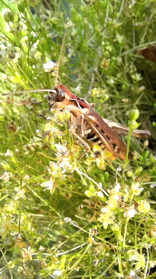 Besucher im Garten 2