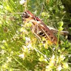 Besucher im Garten 2