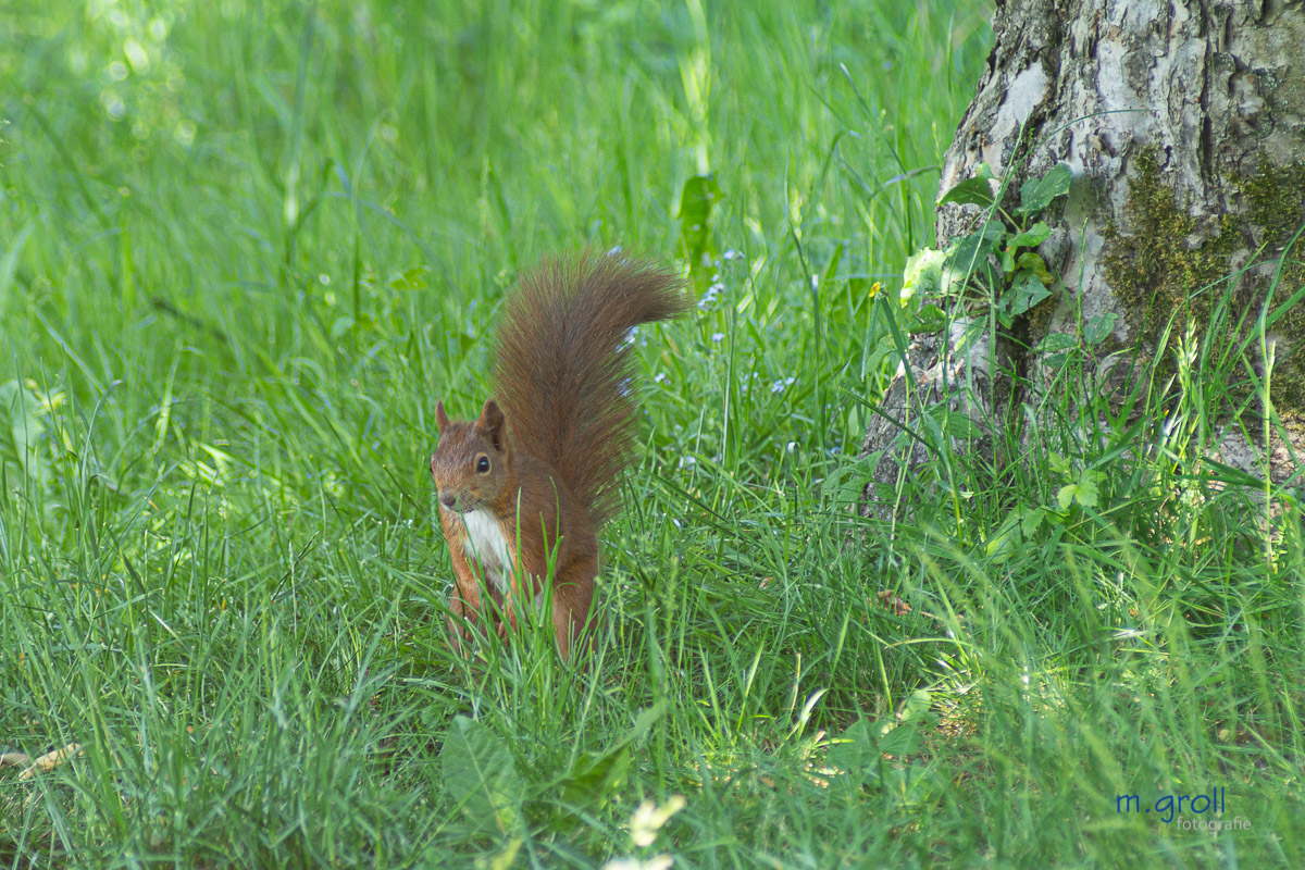 Besucher im Garten