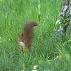 Besucher im Garten