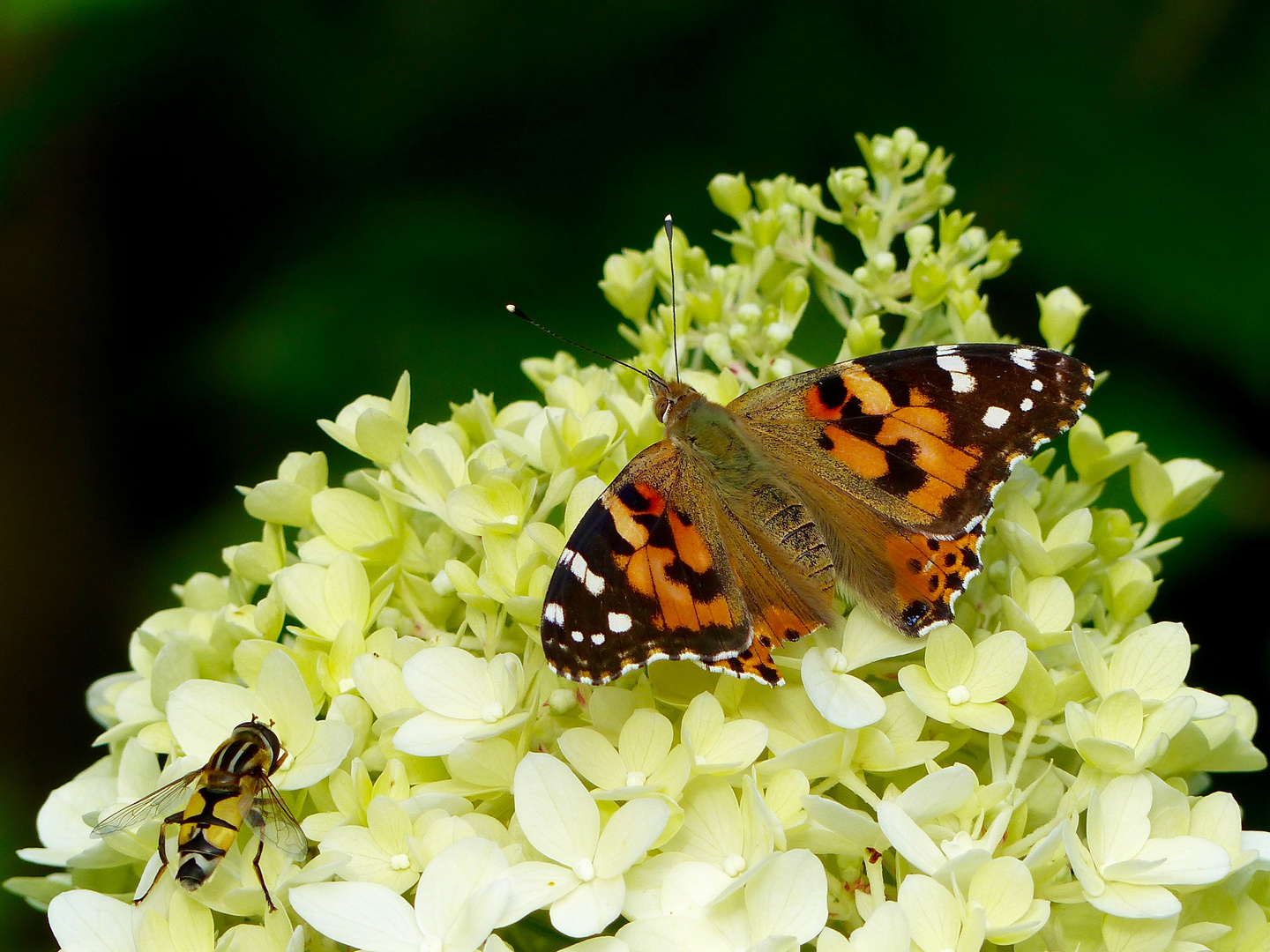 Besucher im Garten