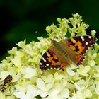 Besucher im Garten