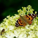 Besucher im Garten