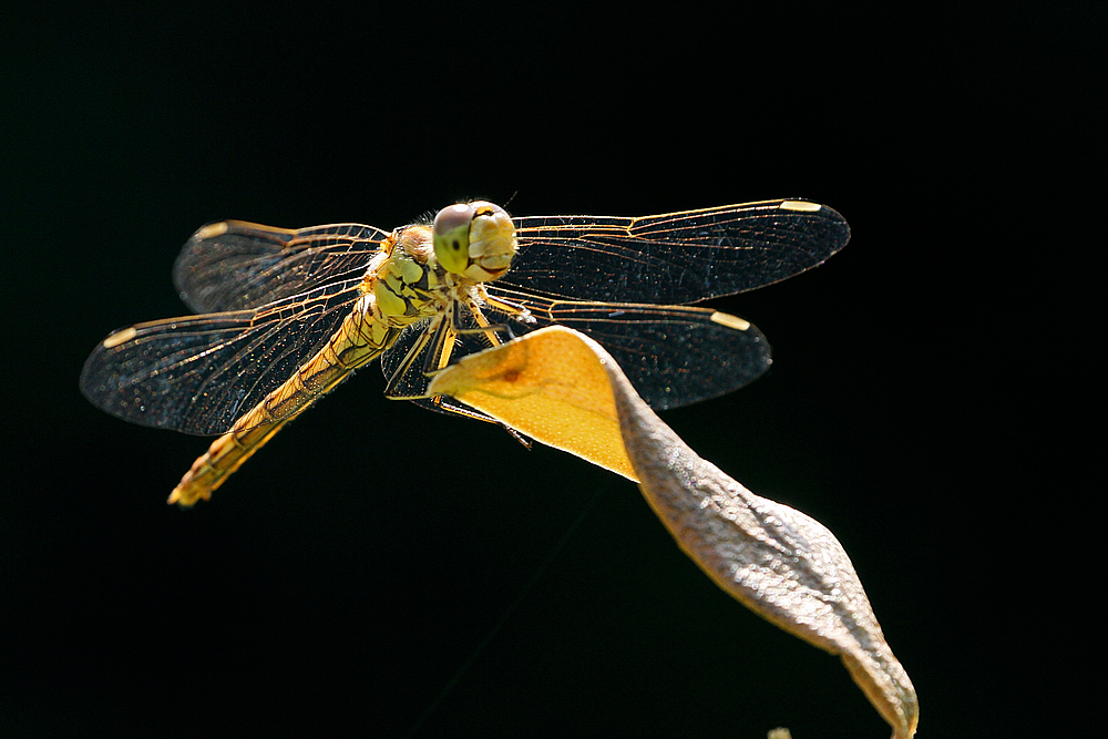 Besucher im Garten