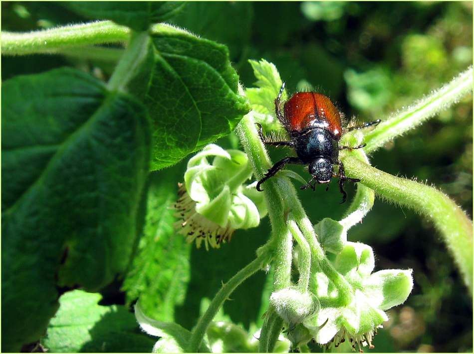 Besucher im Garten