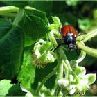 Besucher im Garten