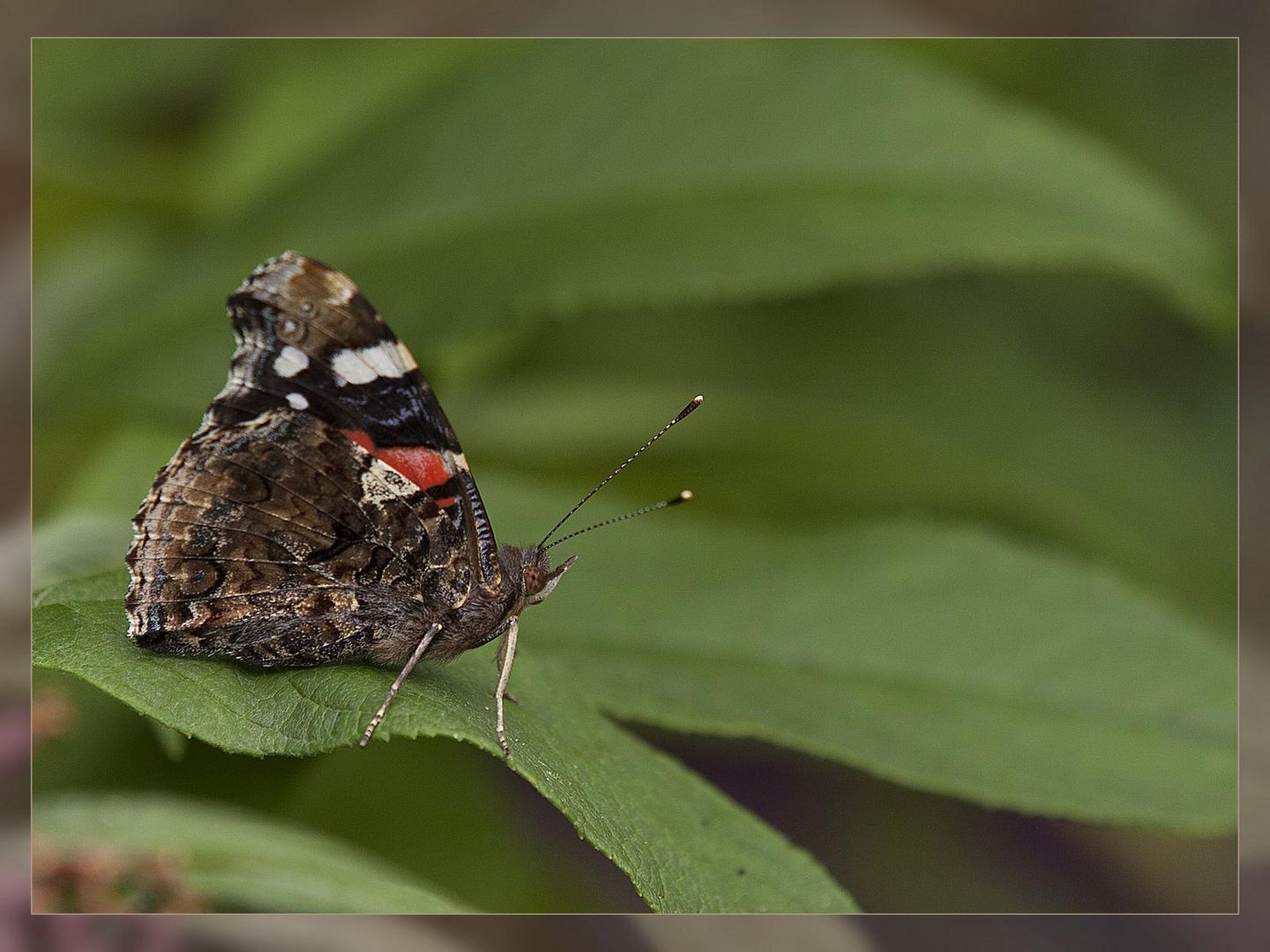 Besucher im Garten - 3