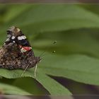 Besucher im Garten - 3