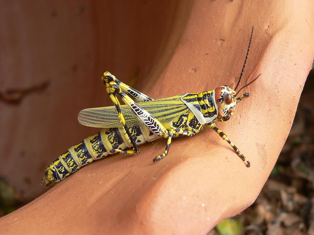 besucher im Garten