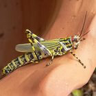 besucher im Garten