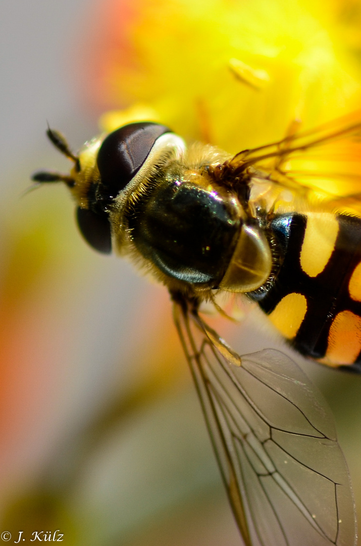 Besucher im Garten