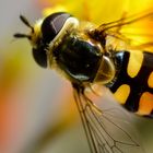 Besucher im Garten