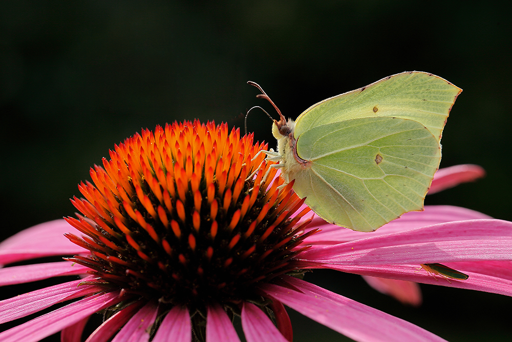 Besucher im Garten