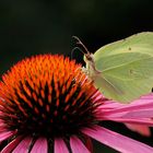 Besucher im Garten