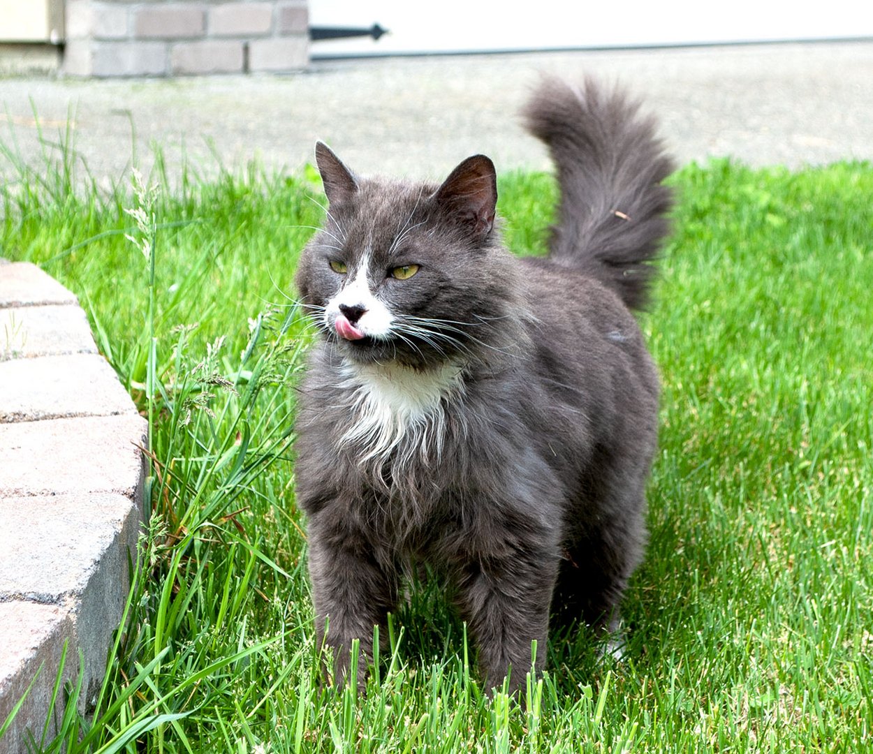 Besucher im Garten