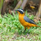 Besucher im Garten