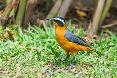 Besucher im Garten