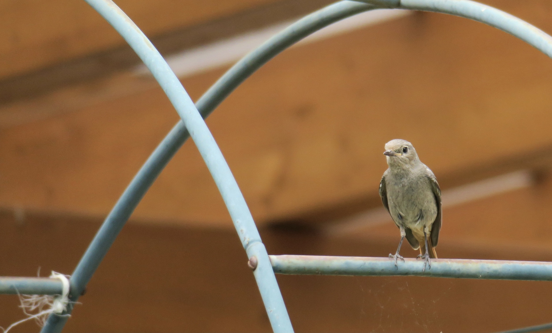 Besucher im Garten