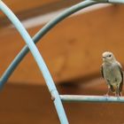 Besucher im Garten