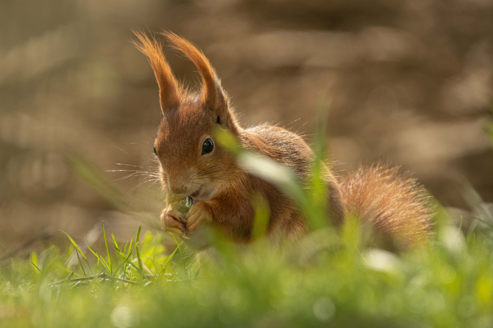 Besucher im Garten