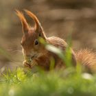 Besucher im Garten