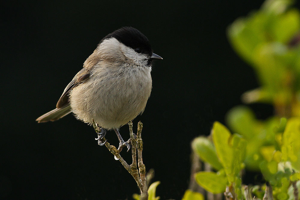 Besucher im Garten