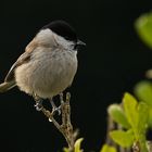 Besucher im Garten