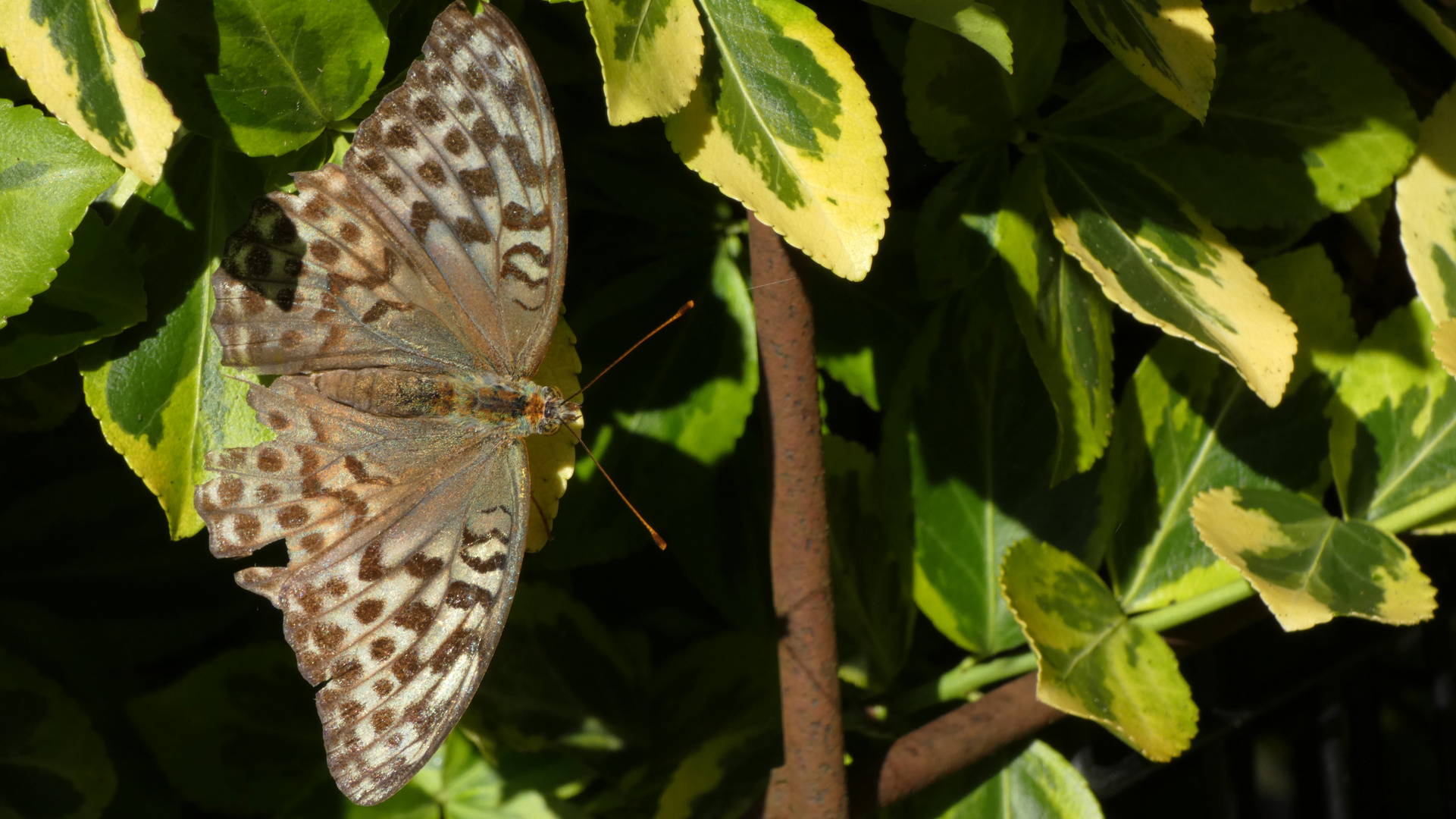 Besucher im Garten