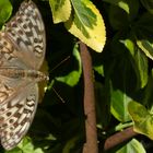 Besucher im Garten