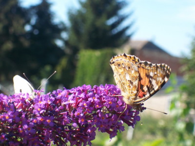 Besucher im Garten