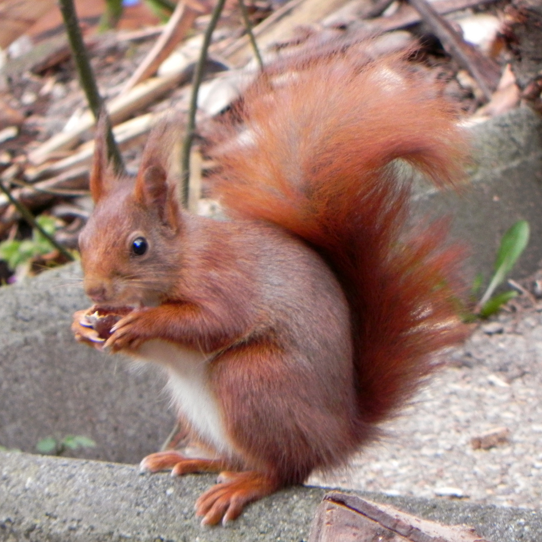 Besucher im Garten