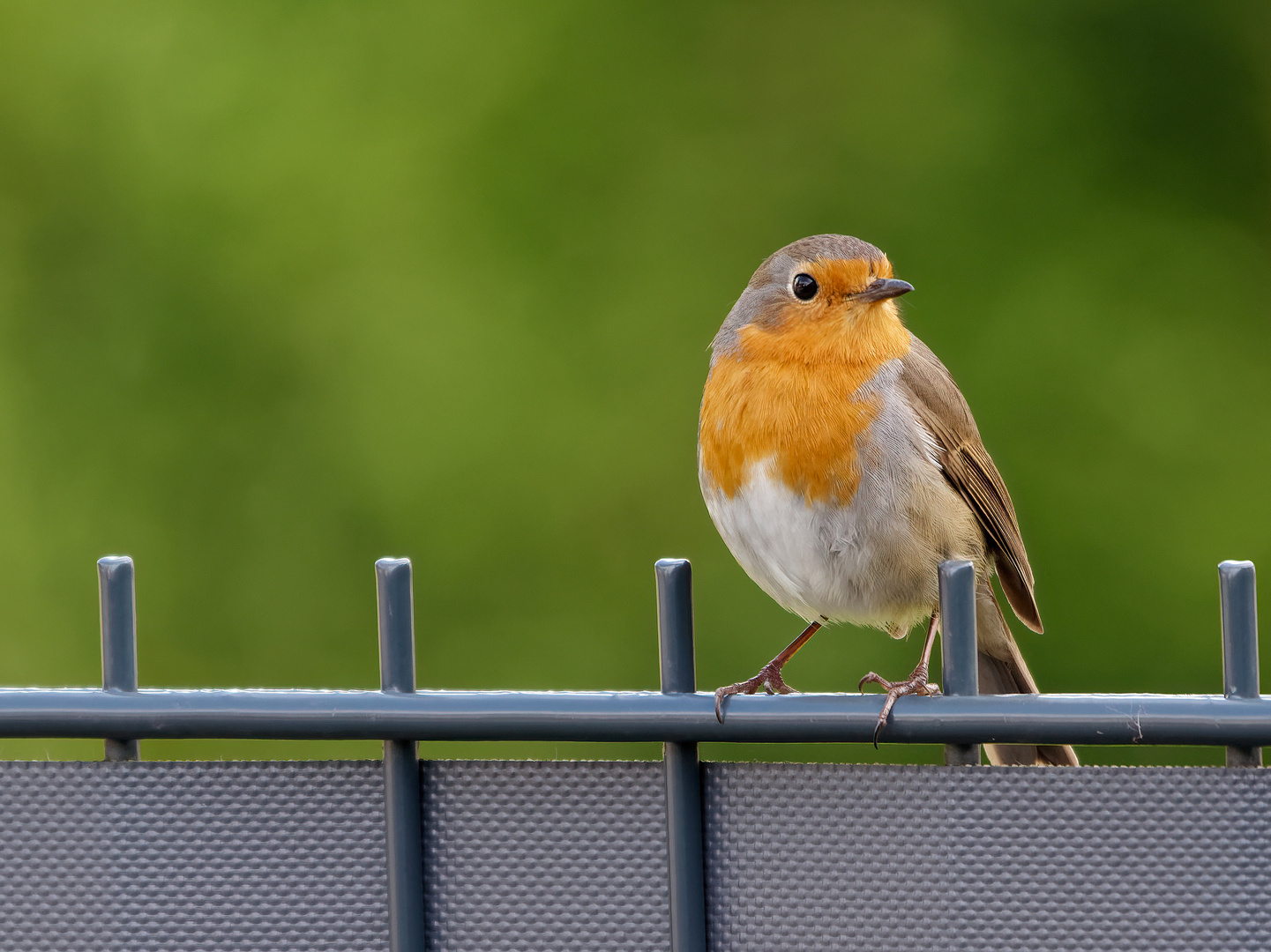 Besucher im Garten