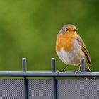 Besucher im Garten