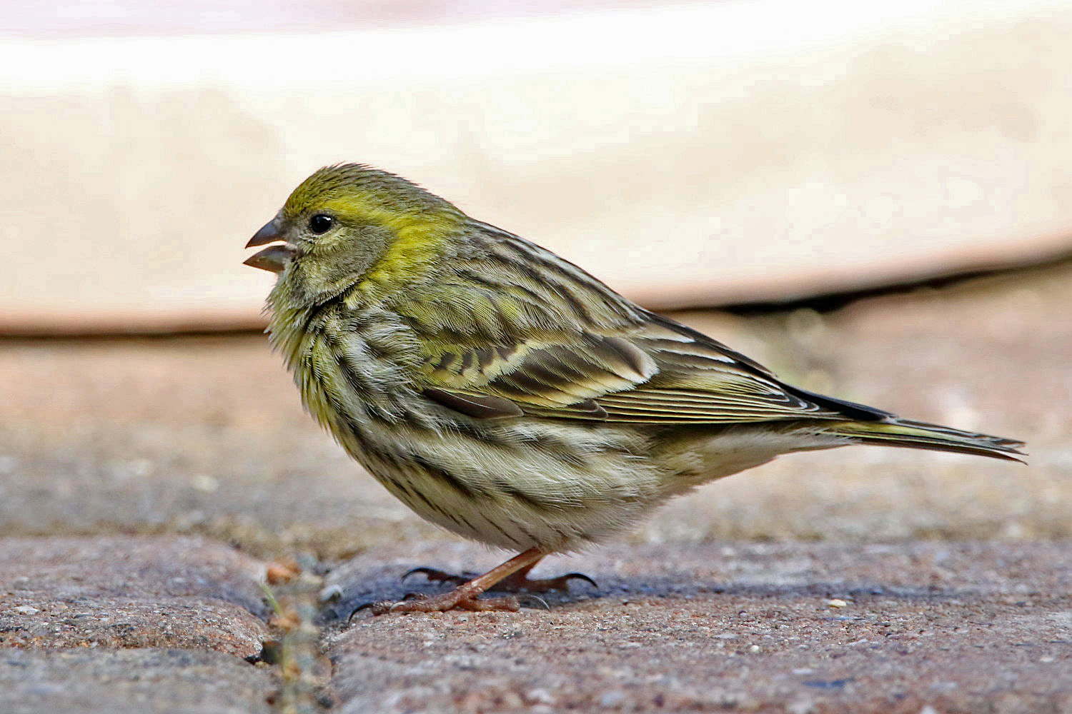 Besucher im Garten