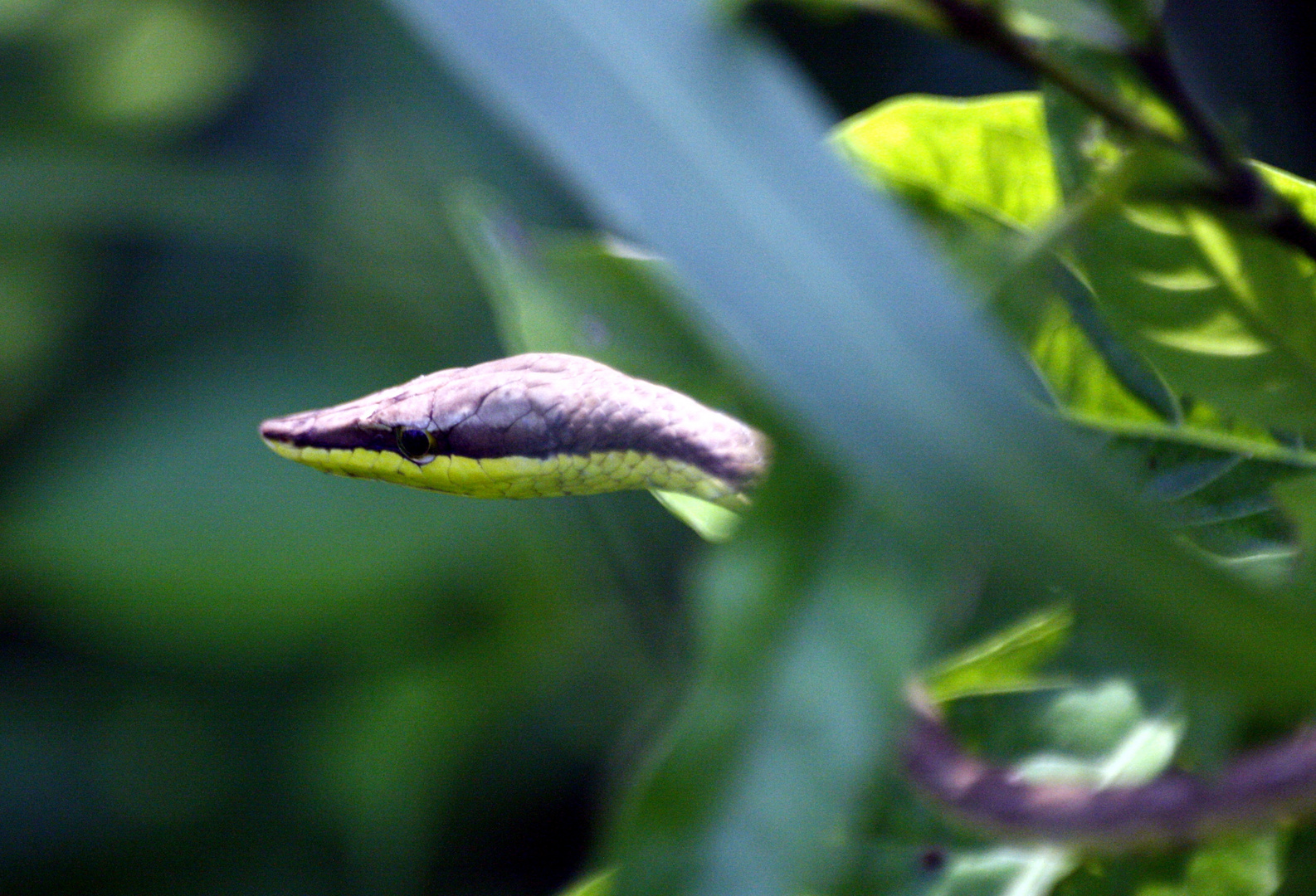 Besucher im Garten