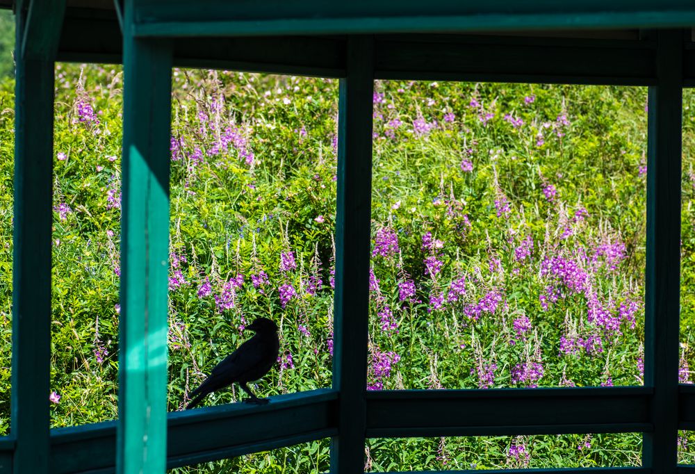 Besucher im Garten                  DSC_3765