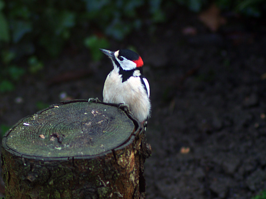 Besucher im Garten