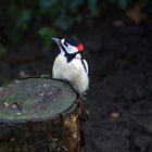 Besucher im Garten