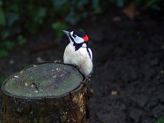 Besucher im Garten