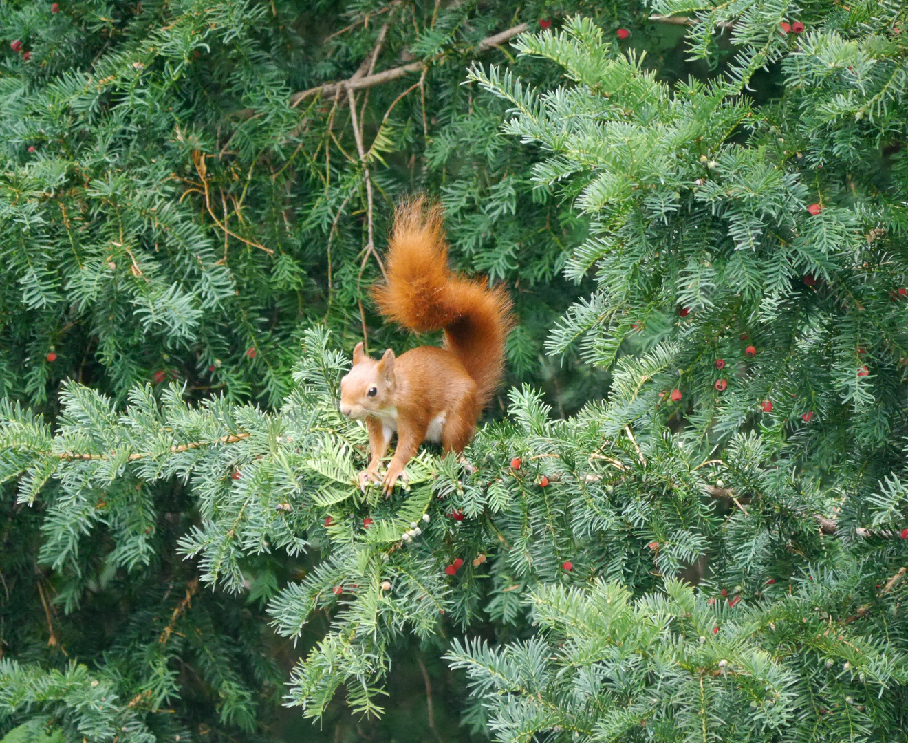 Besucher im Garten - Eichhörnchen