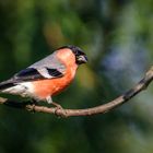 Besucher im Garten: Gimpel