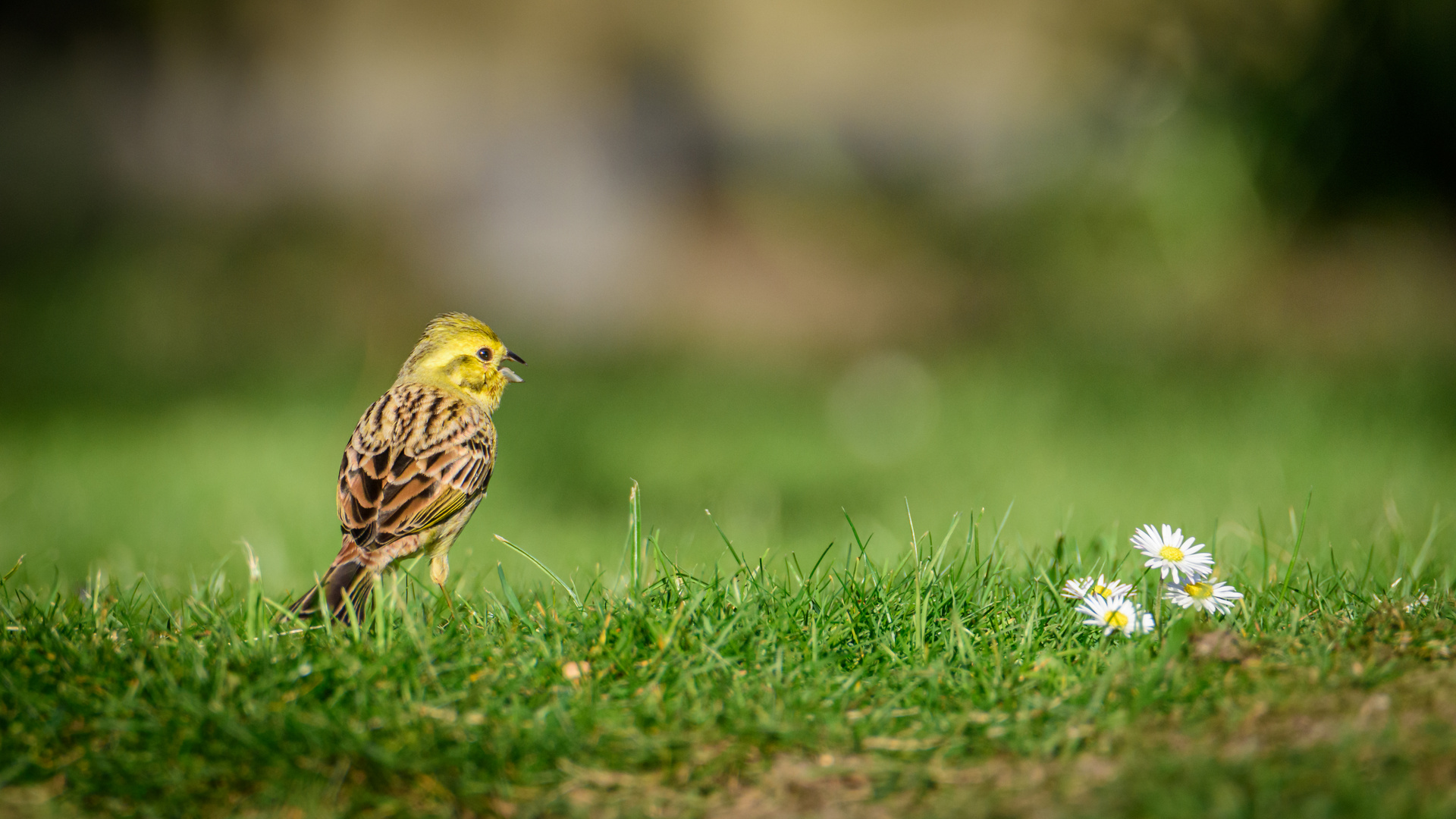 Besucher im Garten: Goldammer