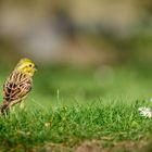 Besucher im Garten: Goldammer