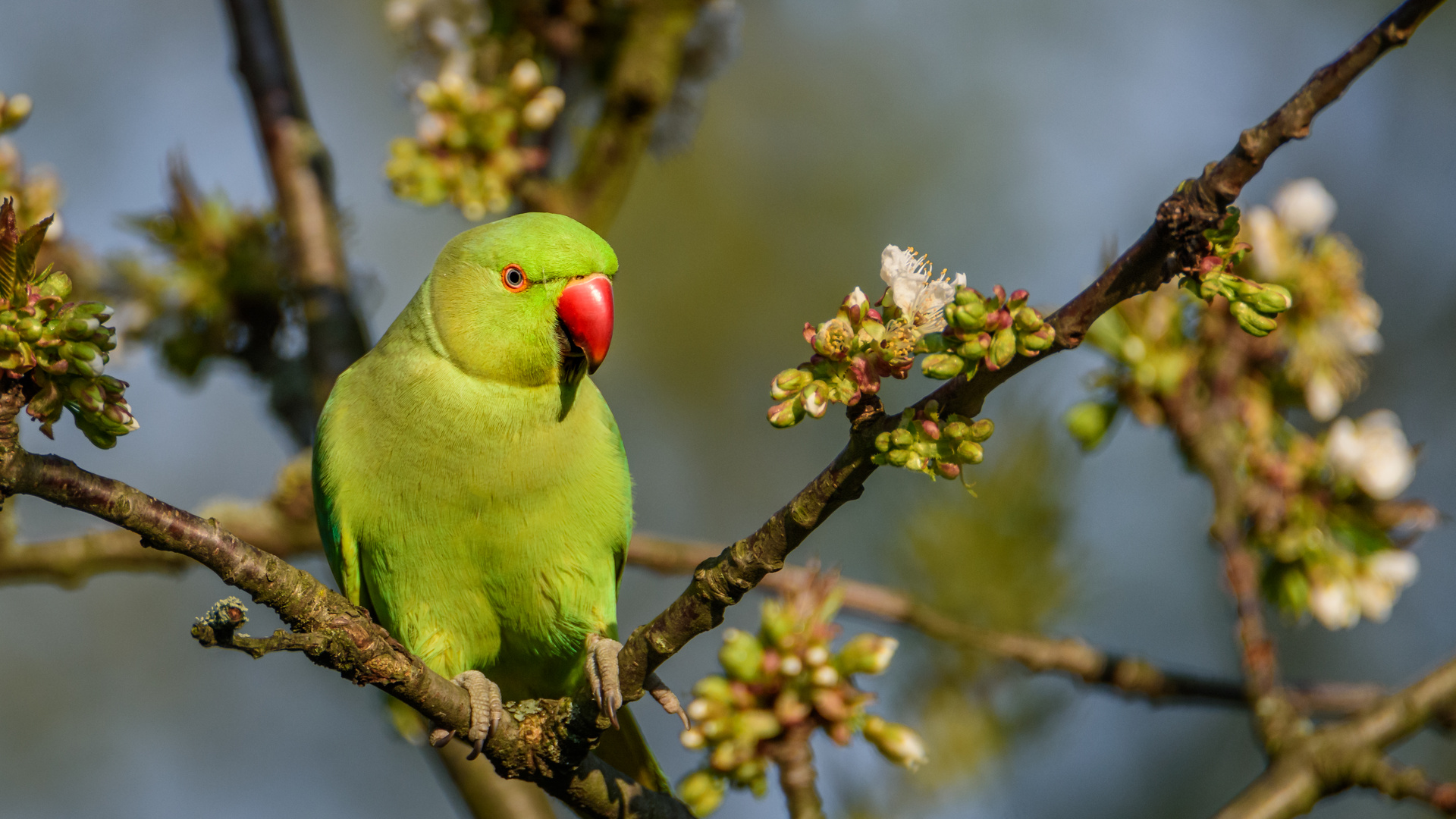 Besucher im Garten: Halsbandsittich