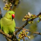 Besucher im Garten: Halsbandsittich