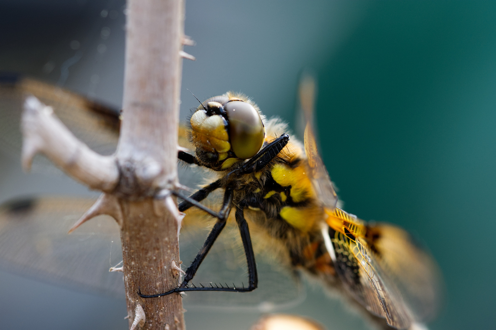 Besucher im Garten, Vierflecklibelle