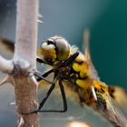 Besucher im Garten, Vierflecklibelle