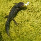 Besucher im Gartenteich bei den Goldfischen....