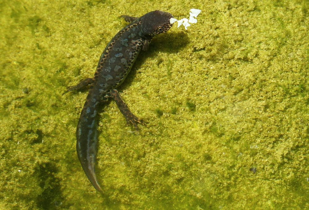 Besucher im Gartenteich bei den Goldfischen....